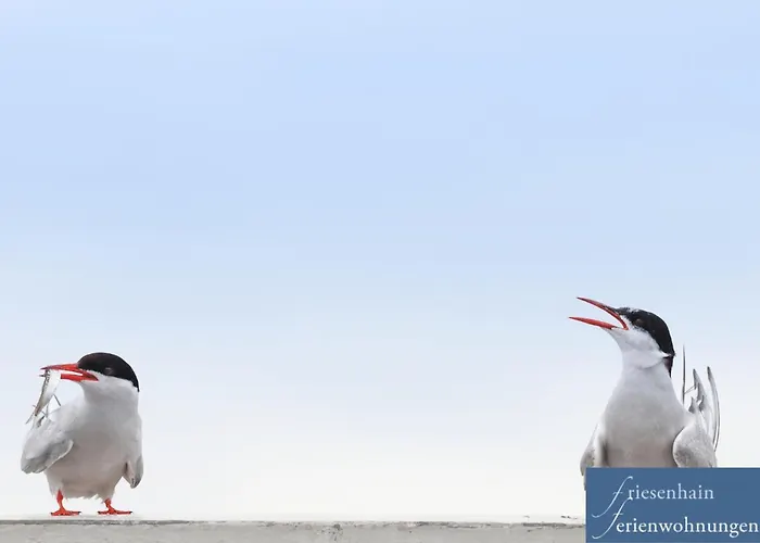 Appartamento Friesenhain Sankt Peter-Ording